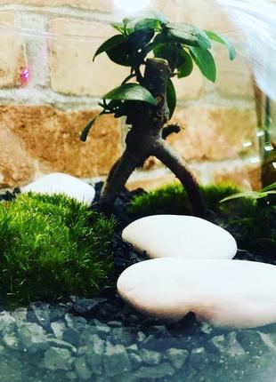 Флораріум "bonsai mini" h 21 см, діаметр 17 см, банку арт-деко, класичний.2 фото