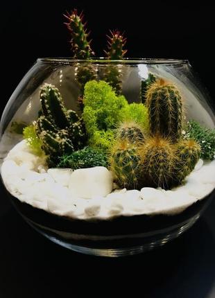 Флораріум “сукуленти" h 21 см, діаметр 19 см, куля, aquarium deko.1 фото