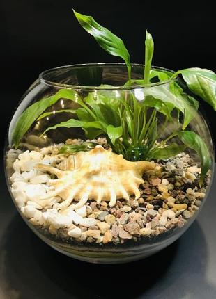 Флораріум "океанія" h 20 см, ø 22 см, куля, aquarium deko.