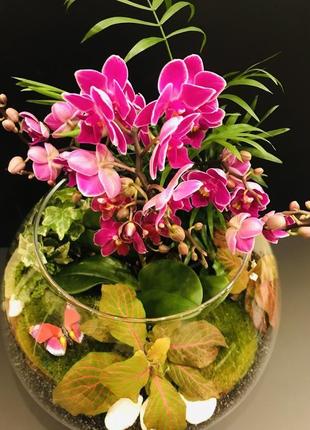 Флораріум з орхідеєй xxl2 фото