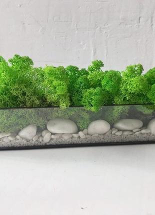 Mossarium со стабилизированным мхом2 фото