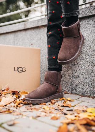 Ugg classic mini chocolate угги уггі сапоги6 фото