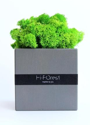 Эко-декор со скандинавским мхом hi-forest cube для дома и офиса. 9х9 см. подарочная упаковка.