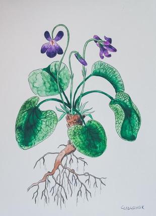 Серия ботанических иллюстраций "фиалка и одуванчик"4 фото