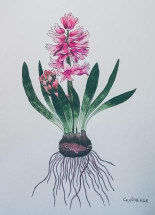 Серия ботанических иллюстраций "крокус и гиацинт"5 фото