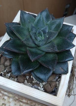 Ехеверия пурпузорум echeveria purpusorum