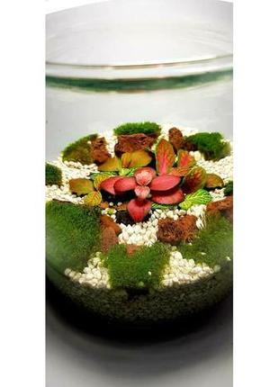 Мини сад в стекле, флорариум, фиттонии, мох.2 фото