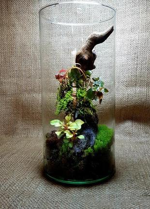 Флораріум, міні сад в склі з альтернантерой.1 фото