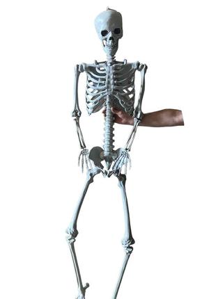 Велика модель скелета resteq 180 см. детальна фігурка скелета. анатомічний скелет людини1 фото