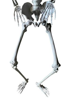 Велика модель скелета resteq 180 см. детальна фігурка скелета. анатомічний скелет людини3 фото