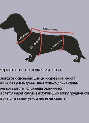 Жилет для такс5 фото