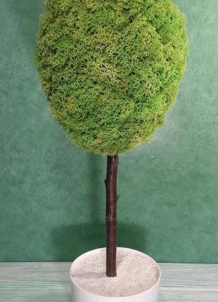 Живе дерево з моху1 фото