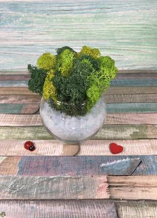Флорариум с живым мхом