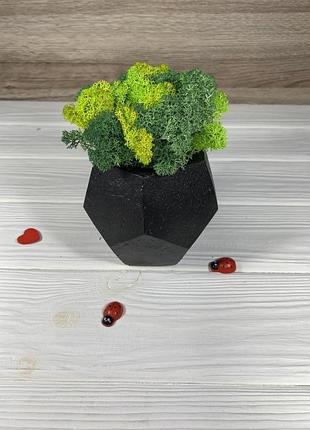 Кашпо с живым мхом.