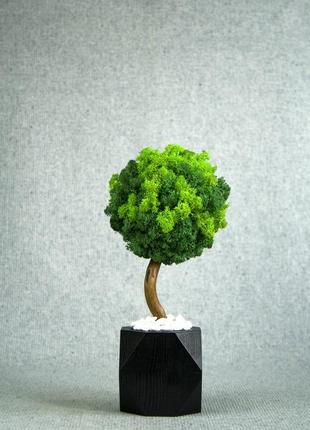 Дерево зі стабілізованим мохом, топіарій з мохом3 фото