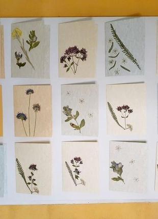 Листівки ручної роботи (аплікації з сухих квітів)7 фото