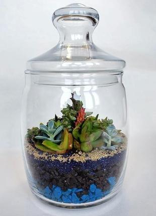 Флорариум с композицией из суккулентов в стеклянной баночке4 фото