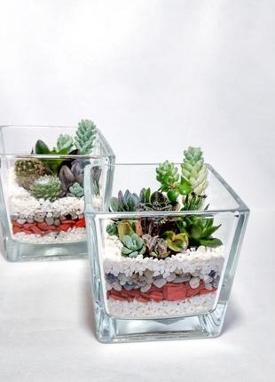Композиция из суккулентов в стеклянном флорариуме "куб"