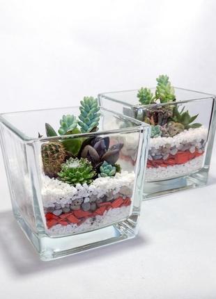 Композиция из суккулентов в стеклянном флорариуме "куб"2 фото