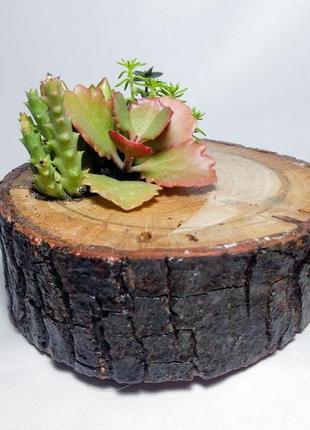 Флораріум з сукулентів в дерев'яному пеньку4 фото