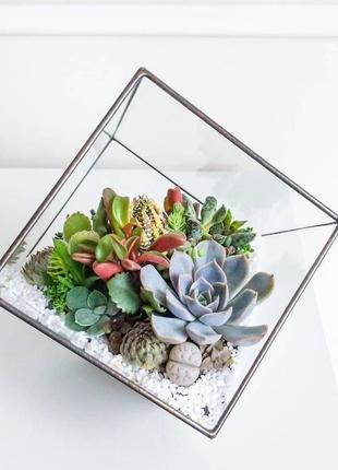 Флораріум з композицією з сукулентів "glass cube"