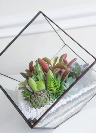 Флораріум з композицією з сукулентів "glass cube"3 фото