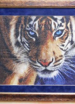 Картина вышитая крестиком "голубоглазый тигр"