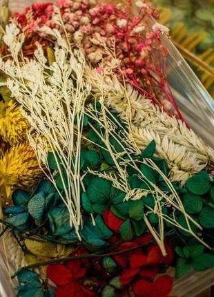 Набір сухих кольорів для декору, сухоцвіти