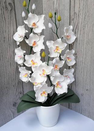 Орхідея 31 фото