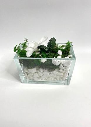 Флорариум со стабилизированными растениями etoile flora (26.01.1)