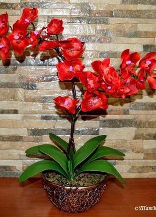 Декоративная орхидея(фалинопсис)1 фото