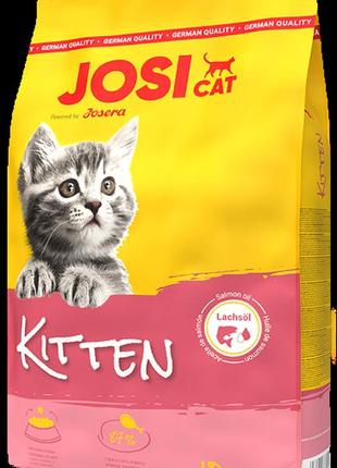 Josicat kitten йозікет кіттен