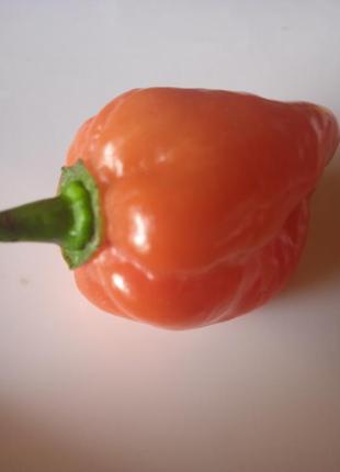 4 шт острый перец  хабанеро желтый ( habanero pepper)  семена код/артикул 721 фото