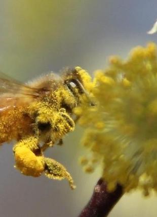 Пыльца цветочная сухой, 500 г4 фото