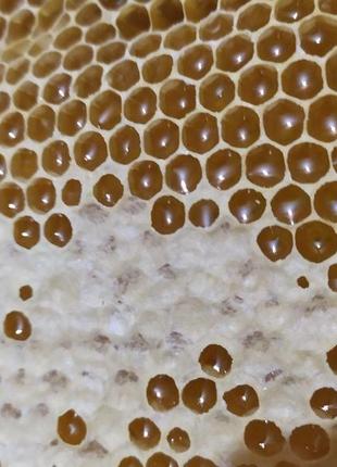Натуральний мед із чорницями.4 фото