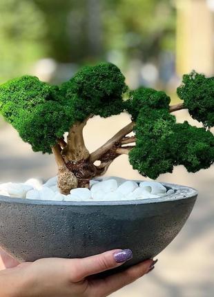 Декоративне дерево " бонсай " зі стабілізованого моху1 фото