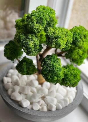 Декоративне дерево " бонсай " зі стабілізованого моху1 фото