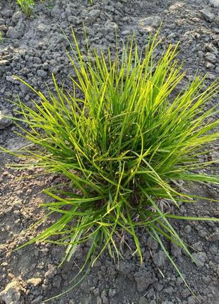 Осока пальмовидная "carex muskingumensis"1 фото