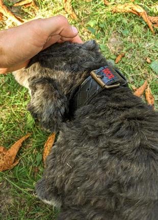 Ошийник для собаки з натуральної шкіри з тисненням кайман