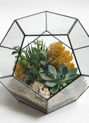 Флорариум с живыми растениями (суккулентами) размер:medium