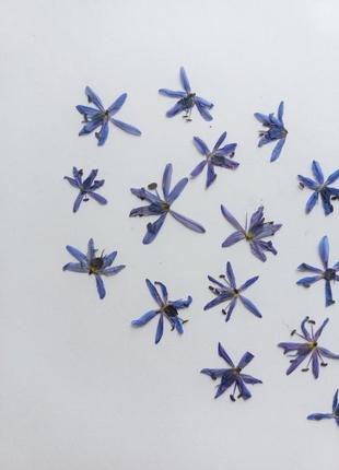 Маленькі сині квіточки6 фото