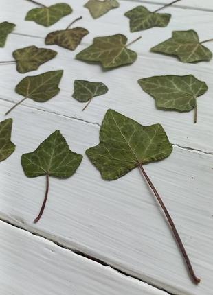 Листья плюща засушены.10 фото