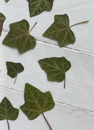 Листья плюща засушены.9 фото