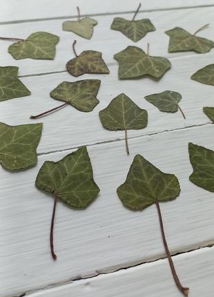 Листья плюща засушены.2 фото