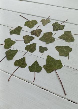 Листья плюща засушены.8 фото
