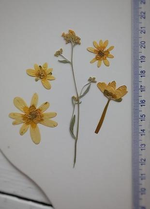 Набір світло-жовтих квітів.10 фото