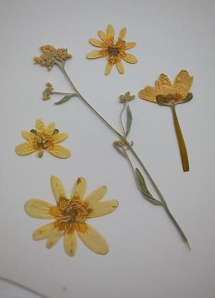 Набір світло-жовтих квітів.5 фото