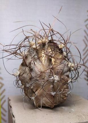 Засушенный кактус astrophytum capricorne декорация в террариум антураж