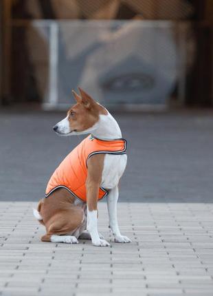 Курточка-накидка для собак airyvest, s, b 41-51 см, с 25-35 см оранжевый8 фото