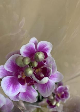 Орхидея мини2 фото
